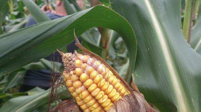 Monitoring makro ogleda kukuruza 2014, simptom Fusarium sp.