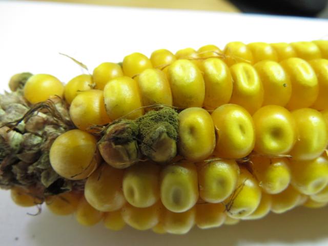 Aspergillus sp. simptom na klipu kukuruza