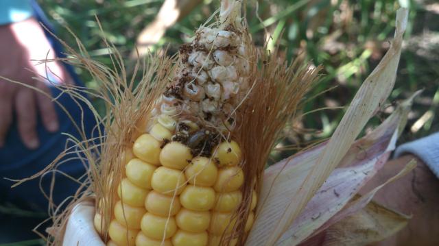 Monitoring makro ogleda kukuruza 2014, simptom Ostrinia nubilalis