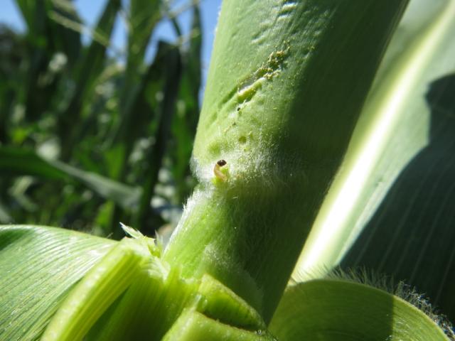 Larva kukuruznog plamenca (Ostrinia nubilalis) na kukuruzu