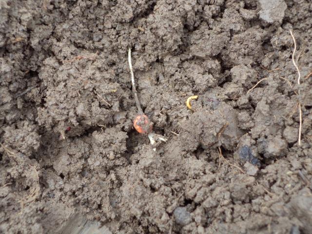 Žičnjak - larva skočibuba (Elateridae) u parceli sa posejanim kukuruzom, lokalitet Mrsać, RC Kraljevo