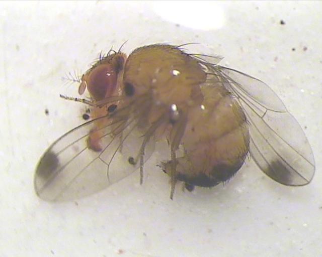 Mužjak adult Drosophila suzukii sumnja na prisustvo u zasadu kupine na lokalitetu Novo Selo, ulov od 04.08.2016