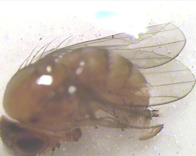Ženka adult Drosophila suzukii sumnja na prisustvo u kupinama na lokalitetu Novo Selo, ulov od 04.08.2016