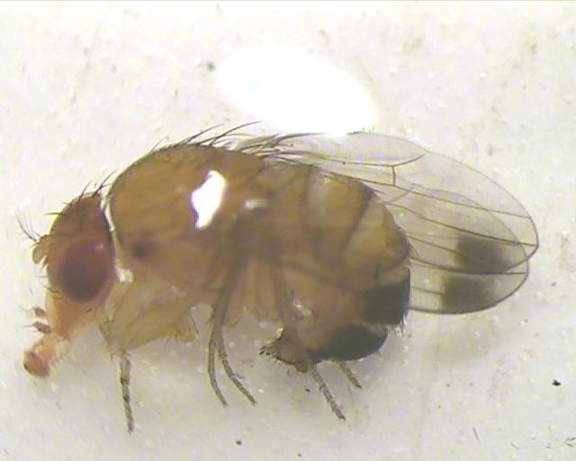 Mužjak adult Drosophila suzukii sumnja na prisustvo u zasadu kupine na lokalitetu Novo Selo, ulov od 12.08.2016