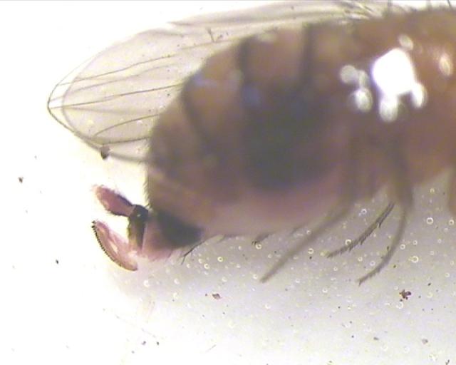 Ženka adult Drosophila suzukii sumnja na prisustvo u zasadu kupine na lokalitetu Novo Selo, ulov od 12.08.2016