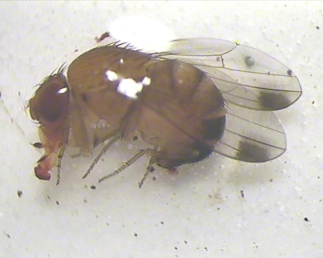 Mužjak adult Drosophila suzukii sumnja na prisustvo u zasadu kupine na lokalitetu Novo Selo, ulov od 18.08.2016