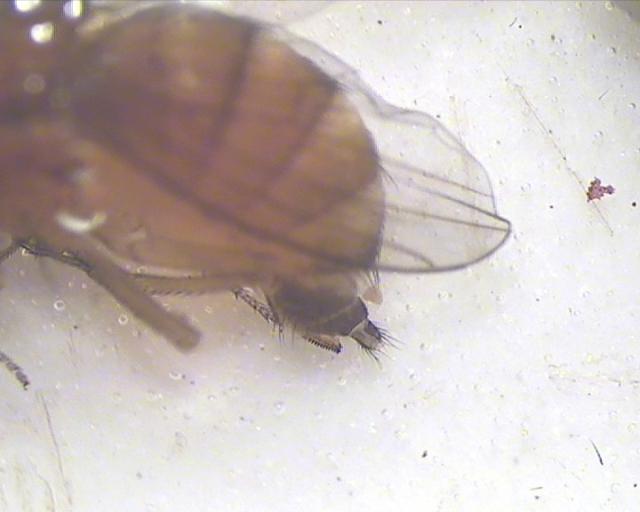 Ženka adult Drosophila suzukii sumnja na prisustvo u zasadu kupine na lokalitetu Novo Selo, ulov od 18.08.2016