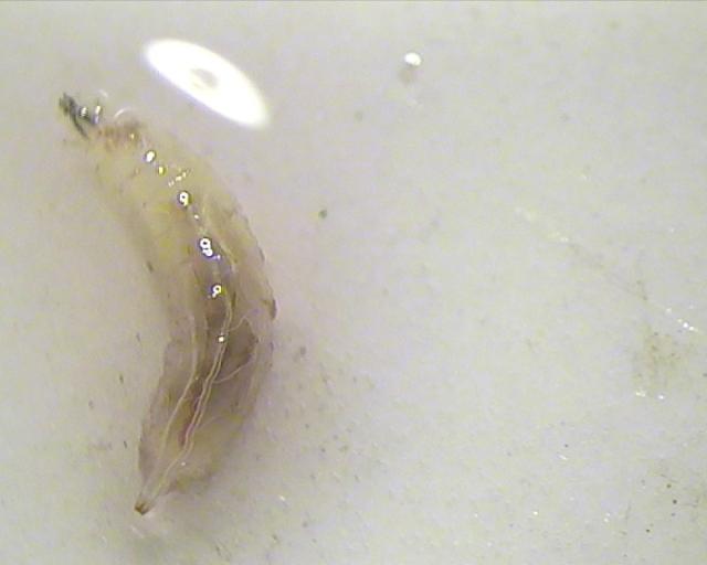 Larva Drosophila suzukii iz zasada kupine, lokalitet Novo Selo