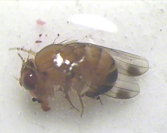 Mužjak imaga Drosophila suzukii iz zasada kupine, lokalitet Novo Selo