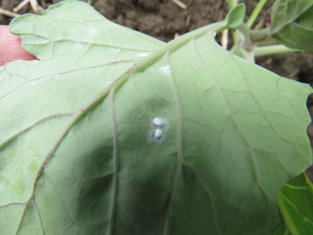 Imaga i jaja bele kupusne mušice (Aleyrodes proletella) na naličju lista kupusa