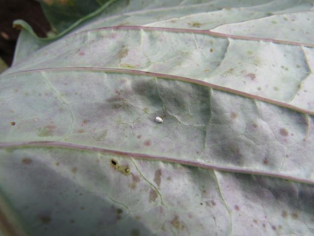 Imago bele kupusne mušice (Aleyrodes proletella) na listu kupusa