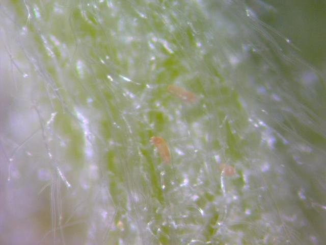 Phyllocoptes gracillis