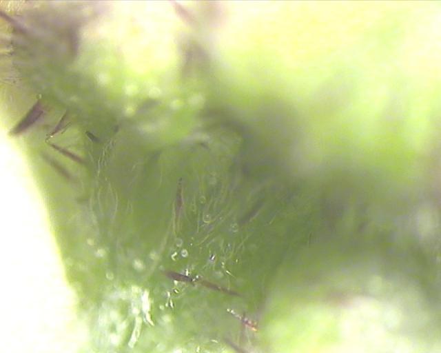 Jaja eriofidne grinje lista maline (Phyllocoptes gracilis), lokalitet Bzovik