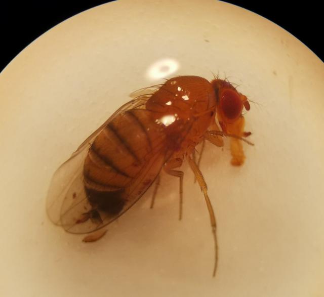 Ženka azijske voćne mušice (Drosophila suzukii)