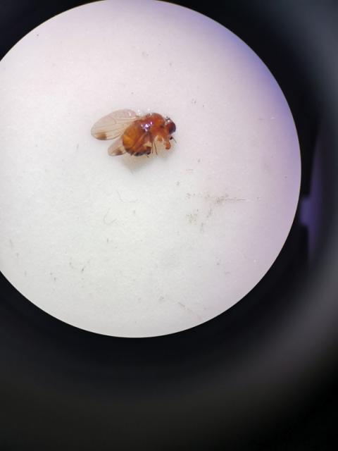 Mužjak azijske voćne mušice (Drosophila suzukii)