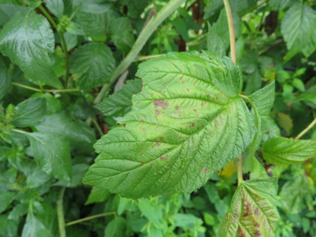 Simptom smeđe pegavosti lista maline (Sphaerulina rubi)