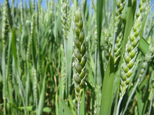 Fenofaza 61 BBCH skale razvoja pšenice, lokalitet Bapsko Polje