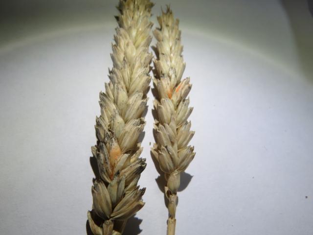 simptom Fusarium sp. na pšenici prilikom ocene zdravstvenog stanja sortnog ogleda, lokalitet Milakovac