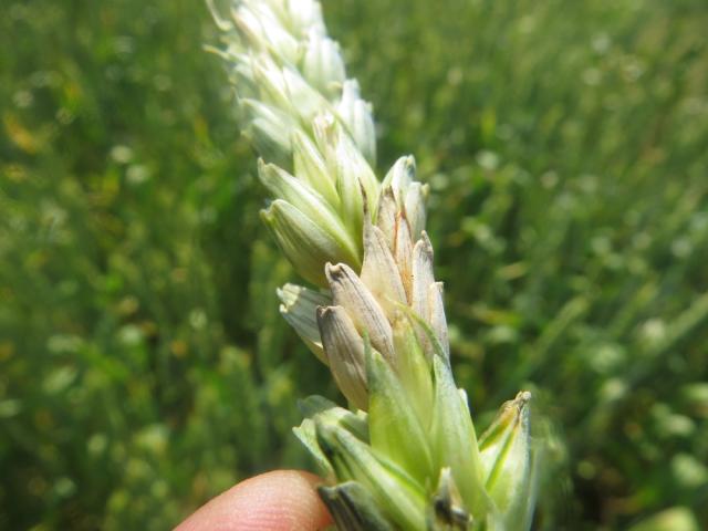 Fuzarioza klasa pšenice (Fusarium sp.), lokalitet Poljoprivredna škola