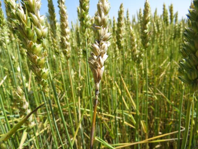 Fuzarioza klasa pšenice (Fusarium graminearum)