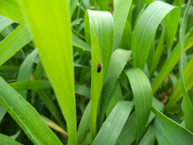 Imago žitne pijavice (Lema melanopus) na pšenici, lokalitet Milakovac, RC Kraljevo