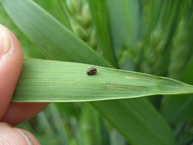 Larva žitne pijavice (Lema melanopus) i oštećenja na pšenici, lokalitet Mrsać, RC Kraljevo