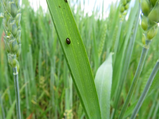 Larva žitne pijavice (Lema melanopus) na listu pšenice