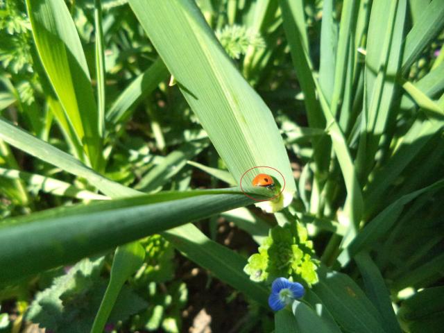 Predator fam. Coccinellidae imago u pšenici, Jarčujak