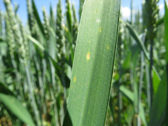 Simptom infekcije rđom pšenice (Puccinia sp.), lokalitet Bapsko Polje
