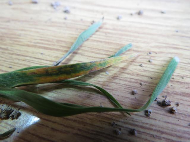 Pyrenophora tritici-repentis, simptom na pšenici, lokalitet Samila
