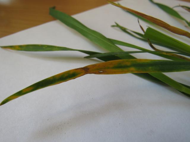 žutomrka pegavost lista pšenice (Pyrenophora tritici-repentis), sortni ogled strnih žita RC Kraljevo, lokalitet Milakovac
