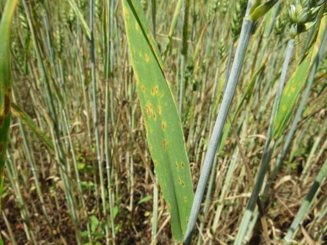 žuto mrka pegavost (Pyrenophora tritici-repentis) na listu pšenice, lokalitet Vitanovac