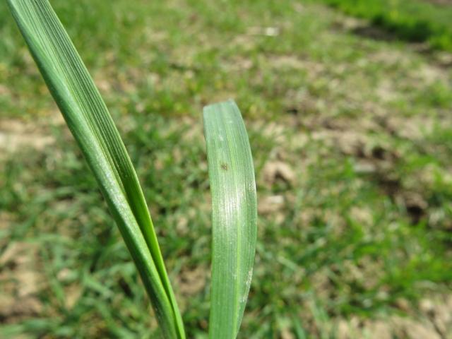 Žuto-mrka pegavost lista pšenice (Pyrenophora tritici-repentis), lokalitet Bapsko polje