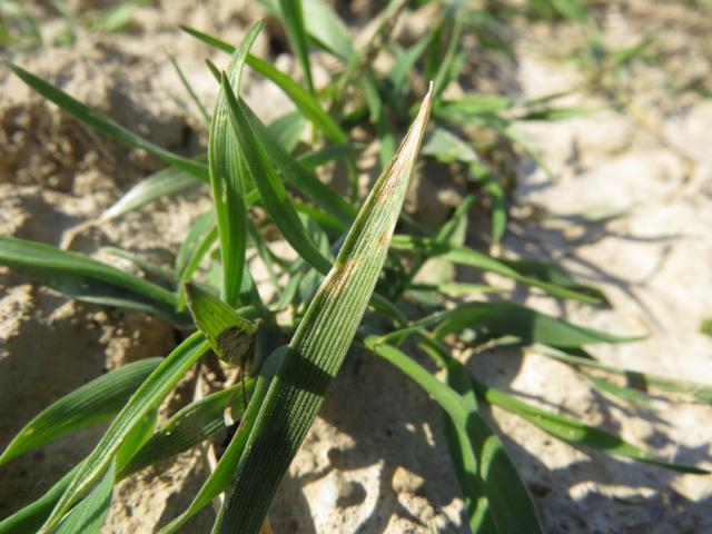 Simptom Septoria tritici na pšenici, lokalitet Samaila