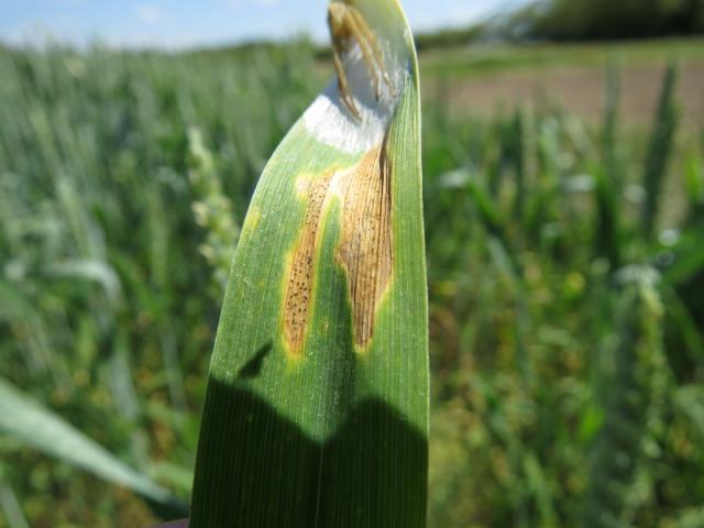 Simtom infekcije pšenice sivom pegavošću lista pšenice (Septoria tritici), lokalitet Bapsko Polje