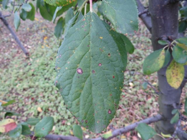 Šupljikavost lišća koštičavog voća (Stigmina carpophila) na listu šljive