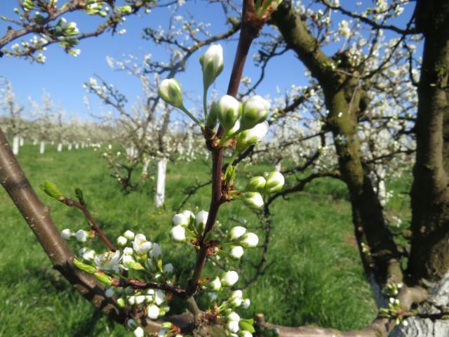 Fenofaza razvoja šljive 61 BBCH skale (Početak cvetanja: oko 10% cvetova otvoreno), sorta Stenly, lokalitet Tavnik