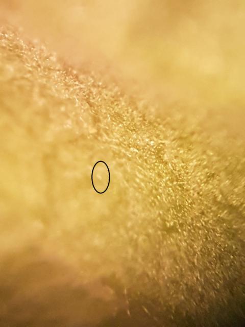 eriofidna grinja na listu maline