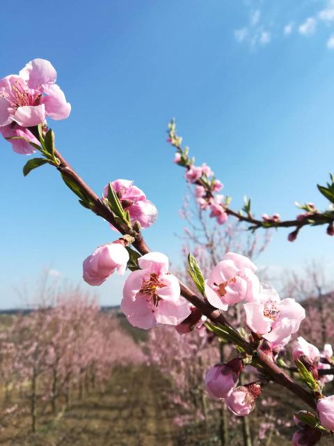 Cvetanje breskve,lokalitet Milutovac