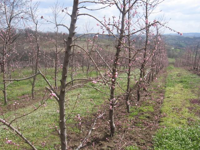 Cvetanje breskve ,lokalitet Milutovac
