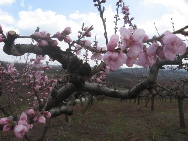 Faza cvetanja breskve, Lokalitet Milutovac