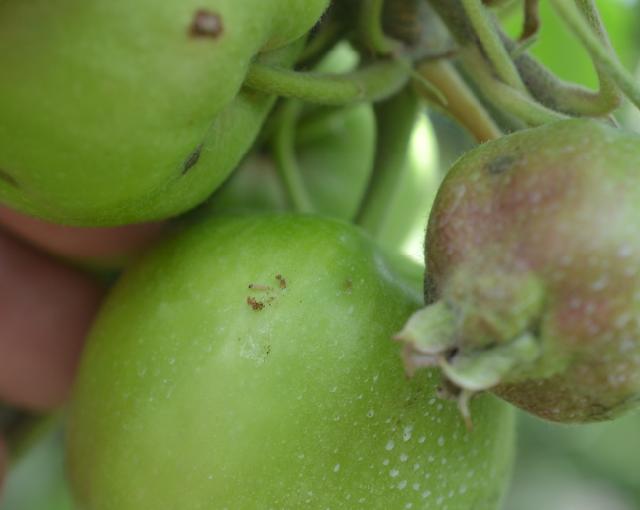 Ubušenje jabukinog smotavca u plod,lokalitet Mala Drenova