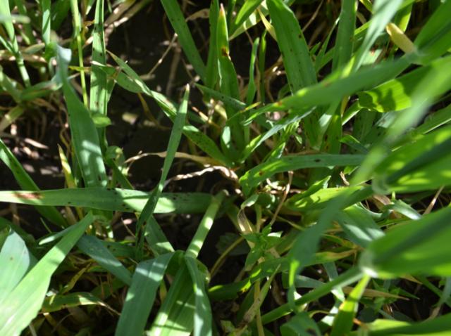 ramulariozne pegavosti ječma (Ramularia collo-cygni) na ječmu,lokalitet Veliki Šiljegovac