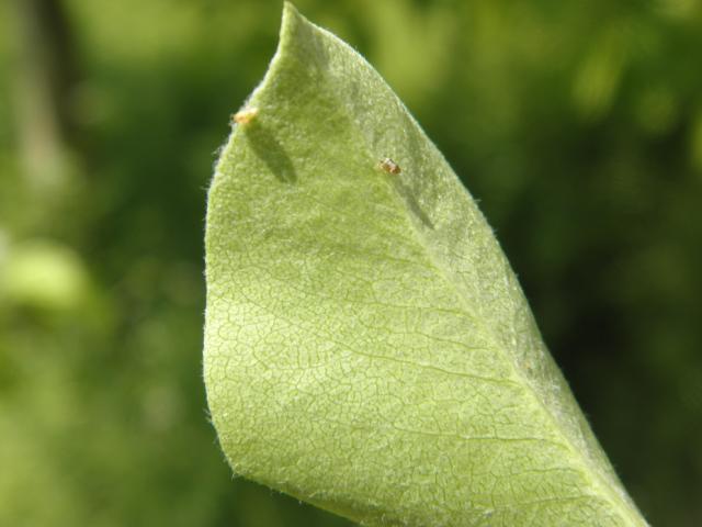 letnja gewneracija imaga obične kruškine buve i larva L4,lokalitet Lazarevac