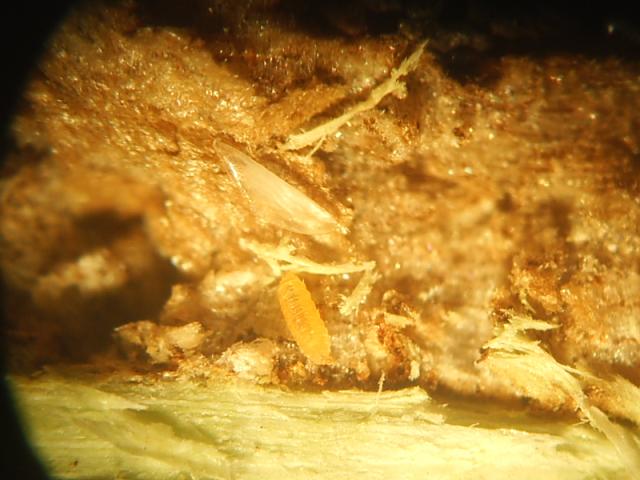 Larva cikade,početak piljenja