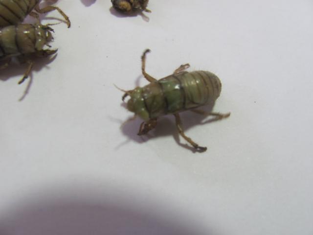 Larva cikade na kupini ,lokalitet Brus selo Stroinci
