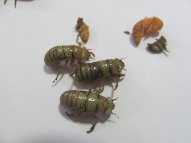 Larva cikade na kupini u zemlji ,lokalitet Brus selo Stroinci