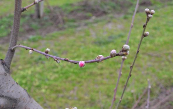 Zaštita breskve ,početak cvetanja,lokalitet Milutovac