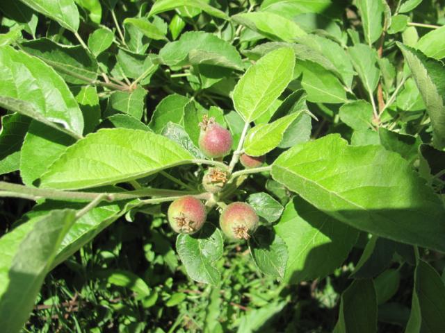 Fenofaza razvoja jabuke,lokalitet Milutovac