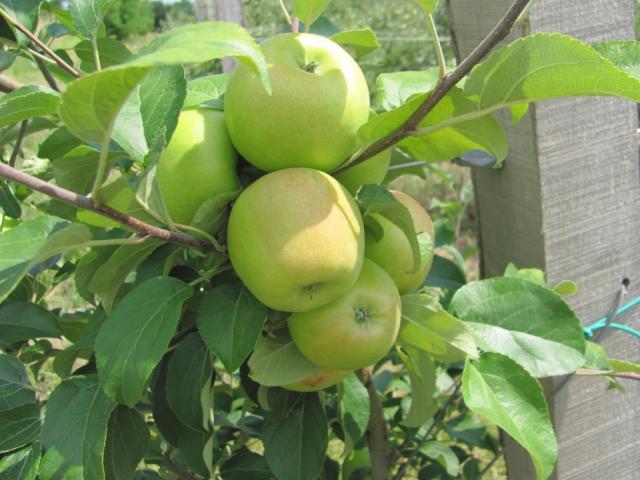 Fenofaza jabuke,lokalitet Milutovac
